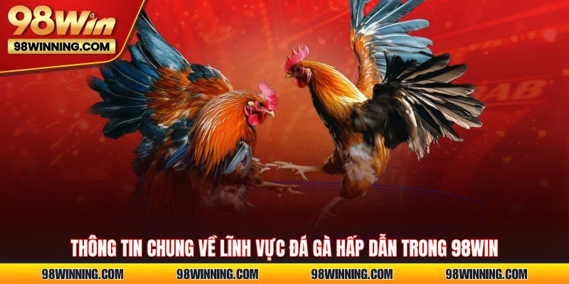 Thông tin chung về lĩnh vực Đá gà hấp dẫn trong 98WIN